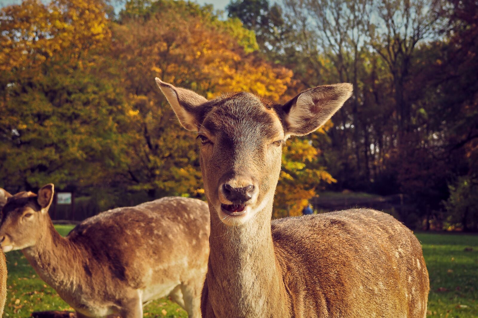 Olympus OM-D E-M10 sample photo. Roe deer, animal, wild photography