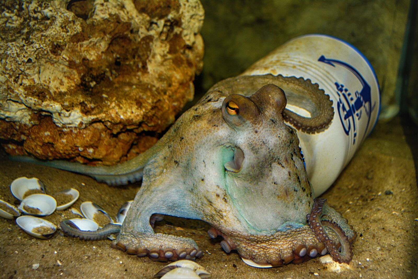 Nikon D5200 sample photo. Octopus, close up, water photography