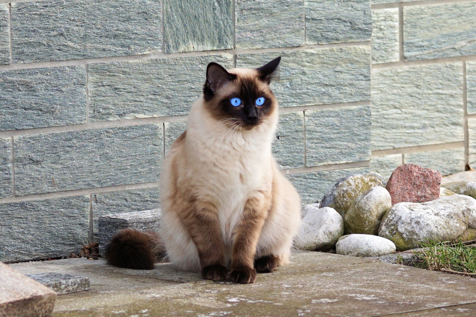 Sony a6000 + E 60mm F2.8 sample photo. Cat, siamese cat, fur photography