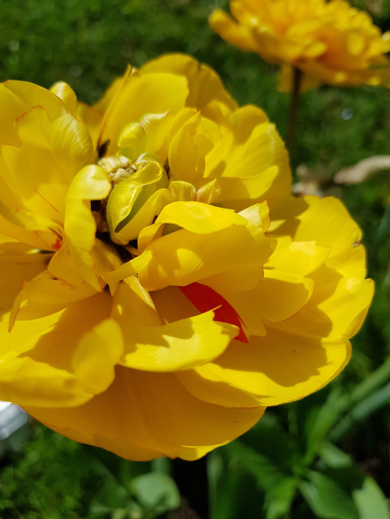 Samsung Galaxy S8+ sample photo. Nature, flower, flora photography