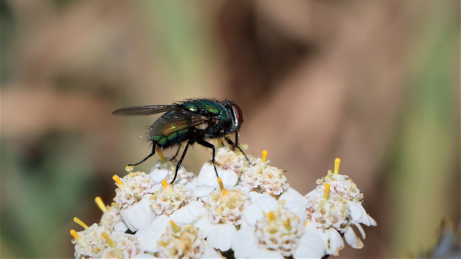Canon EOS 90D sample photo. Fly, eyes, sitting photography
