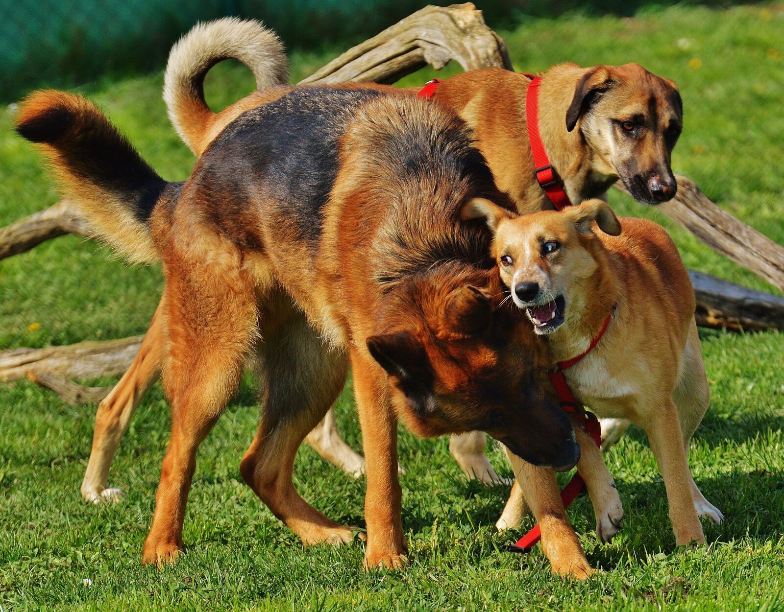 Nikon D3200 sample photo. Dogs, fur, play photography