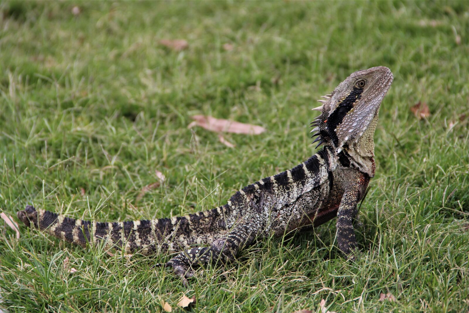 Canon EOS 60D sample photo. Australian water dragon, australia photography
