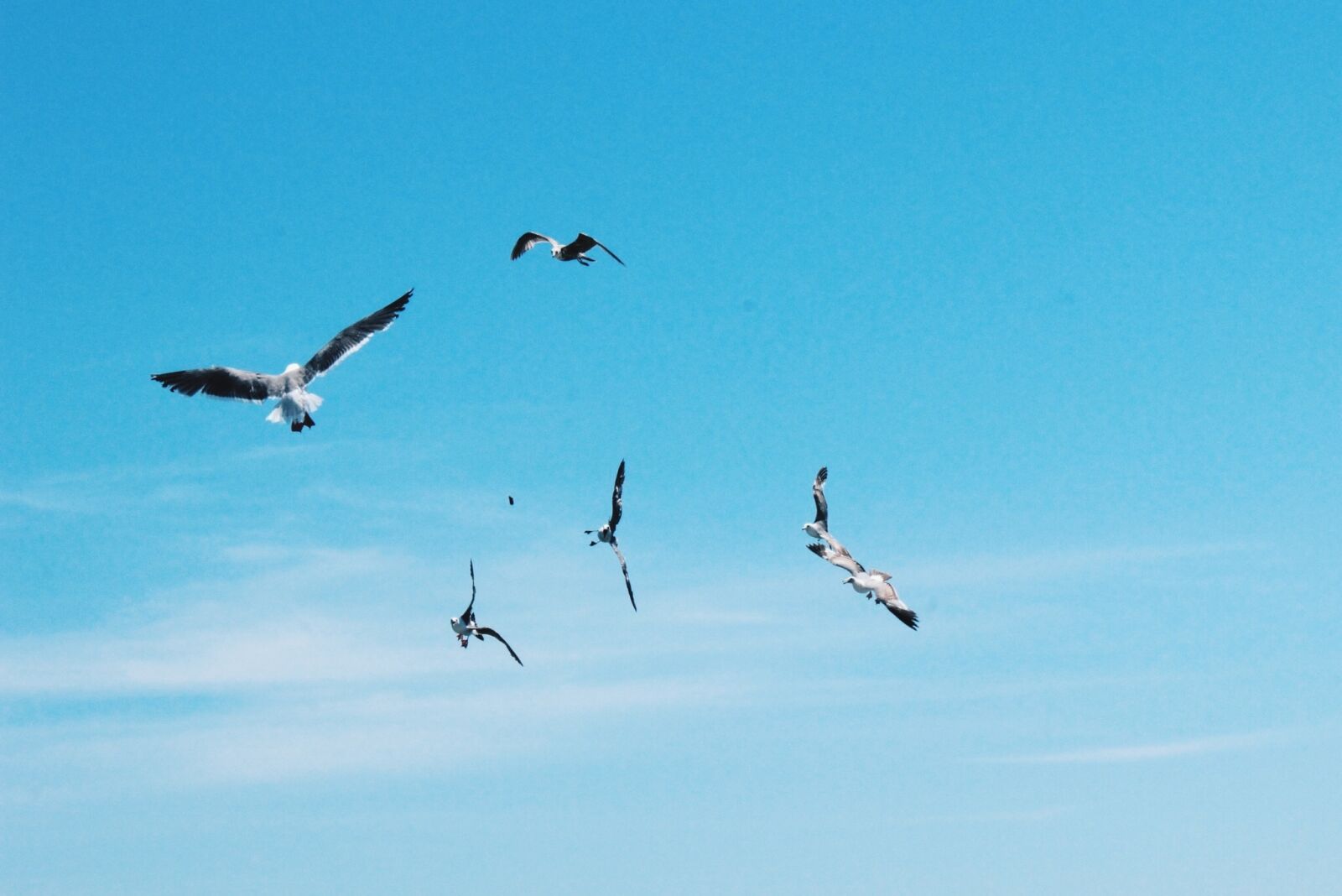 Canon EOS 600D (Rebel EOS T3i / EOS Kiss X5) sample photo. Birds, flying, animals photography