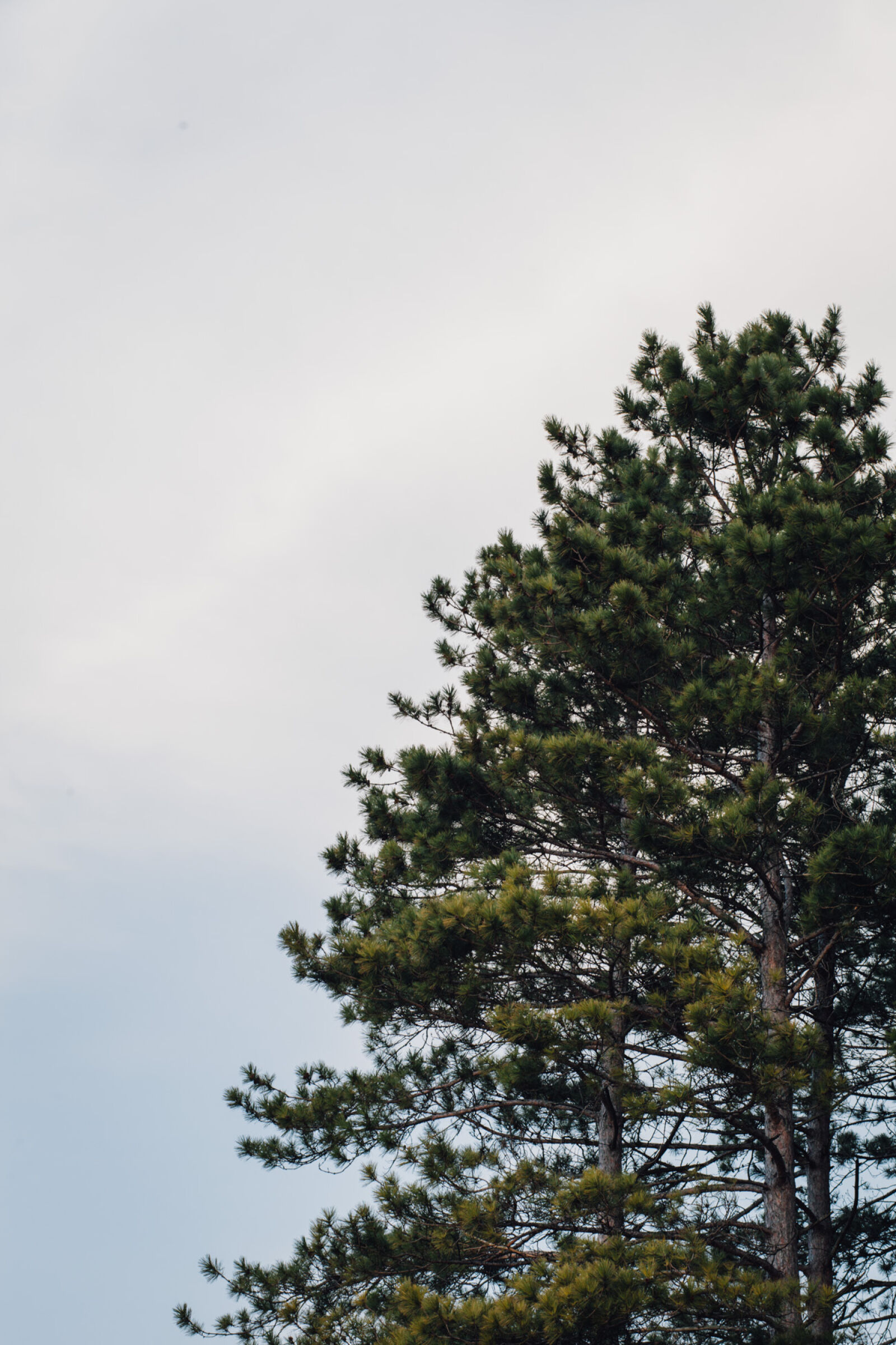 Canon EOS 5D Mark II + Canon EF 85mm F1.8 USM sample photo. Nature, outdoors, pine, sky photography