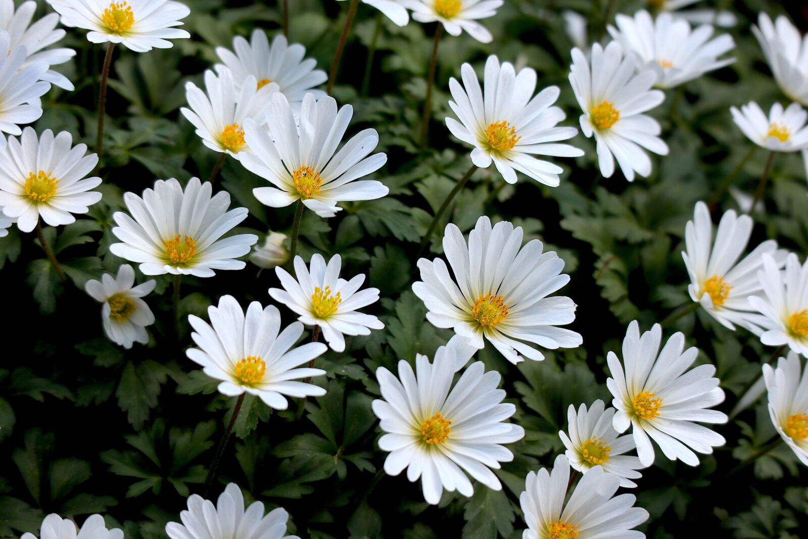 Canon EOS M100 sample photo. Wood anemone, white, blossom photography