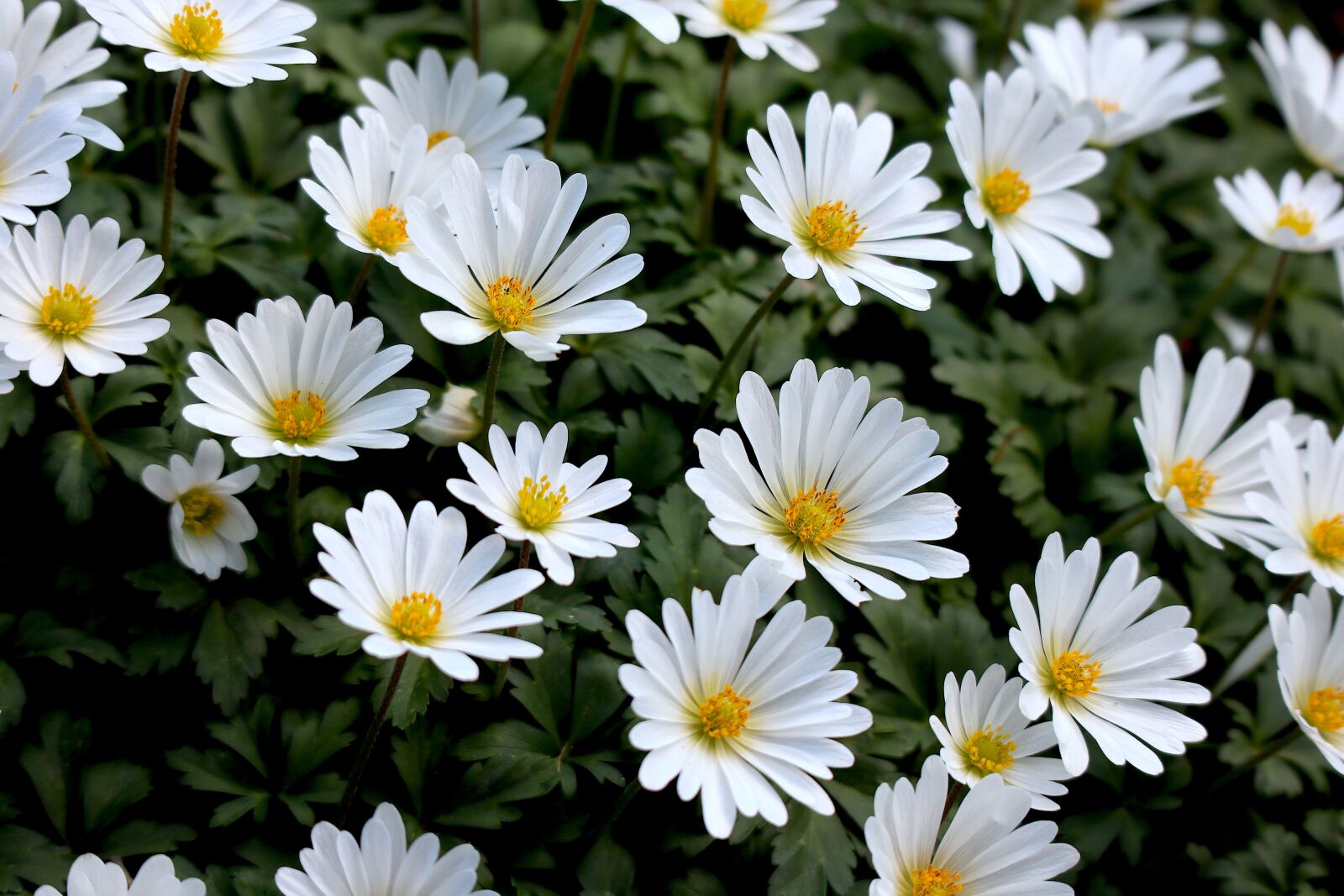 Canon EOS M100 + Canon EF-M 55-200mm F4.5-6.3 IS STM sample photo. Wood anemone, white, blossom photography