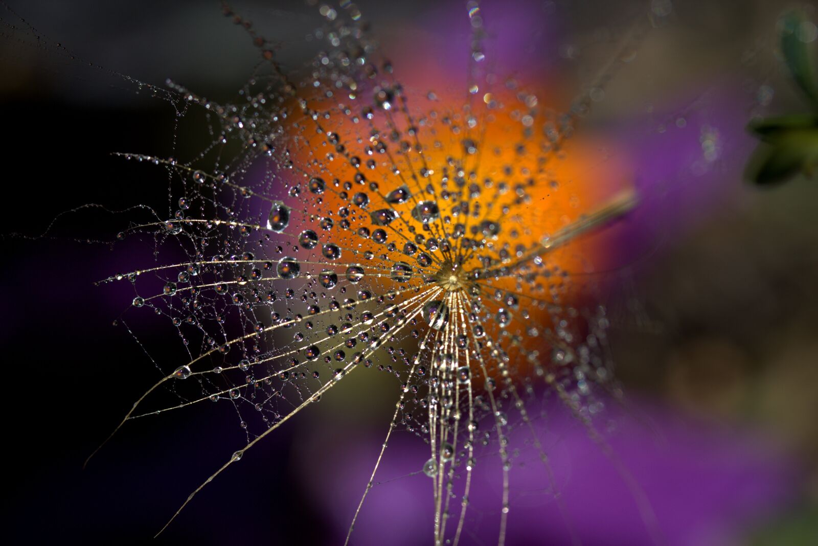 Canon EF-S 60mm F2.8 Macro USM sample photo. Dandelion, macro, drops photography