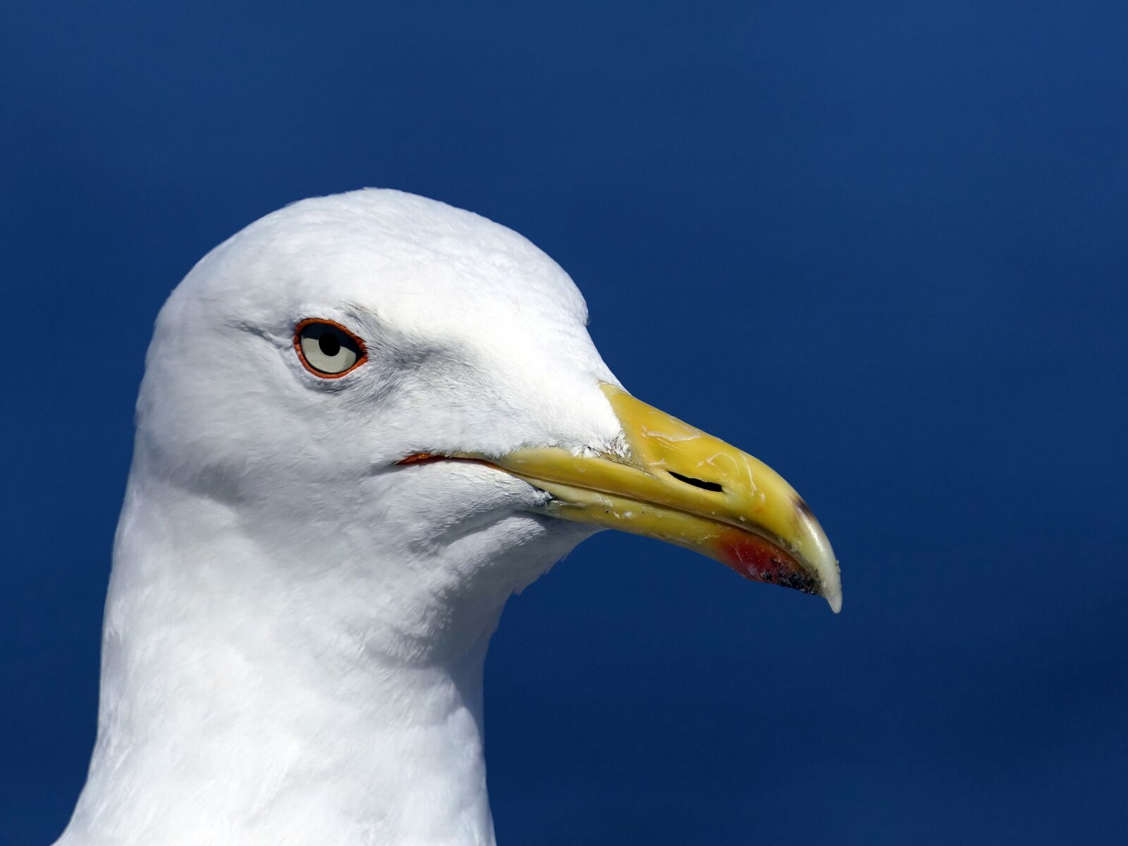 Panasonic Lumix DMC-FZ2500 (Lumix DMC-FZ2000) sample photo. Gull, head, portrait photography