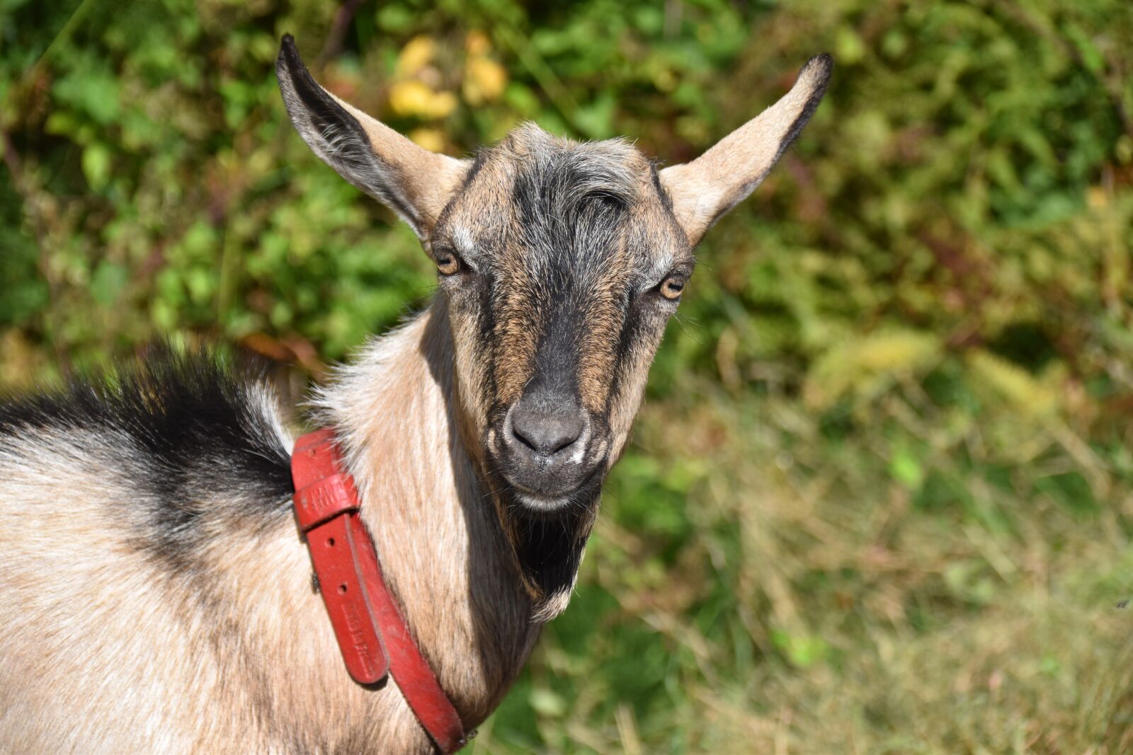 Nikon D5600 sample photo. Goat, goat motte, goat photography