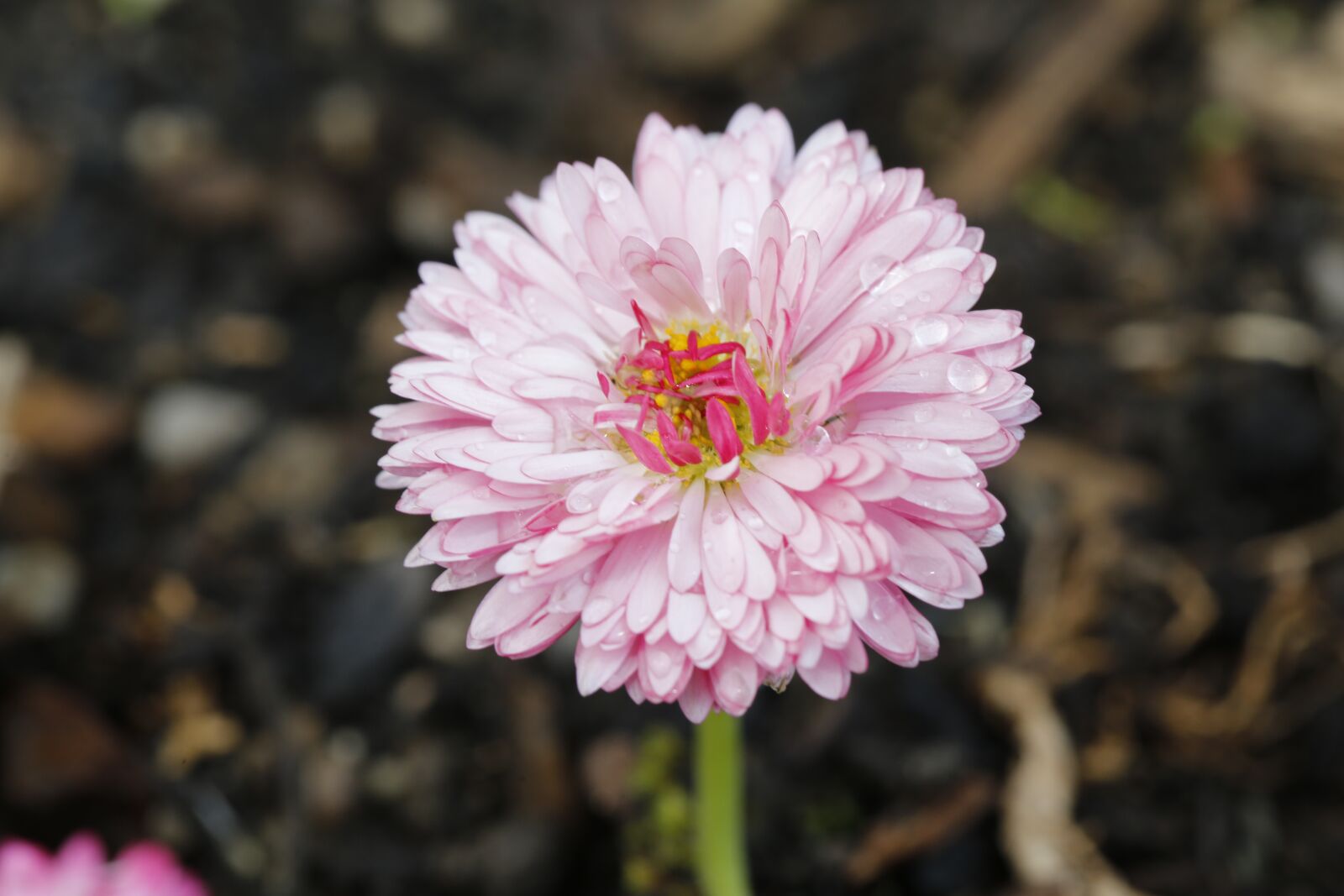 Canon EF 100mm F2.8L Macro IS USM sample photo. Flower, blossom, bloom photography