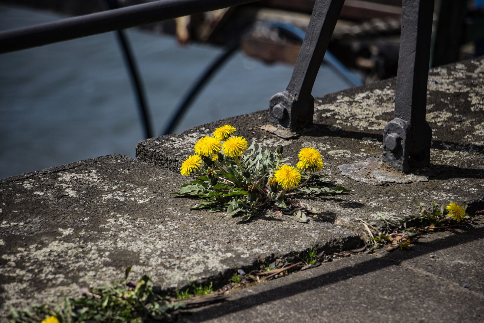 Canon EOS 700D (EOS Rebel T5i / EOS Kiss X7i) sample photo. Dandelion, flower, nature photography