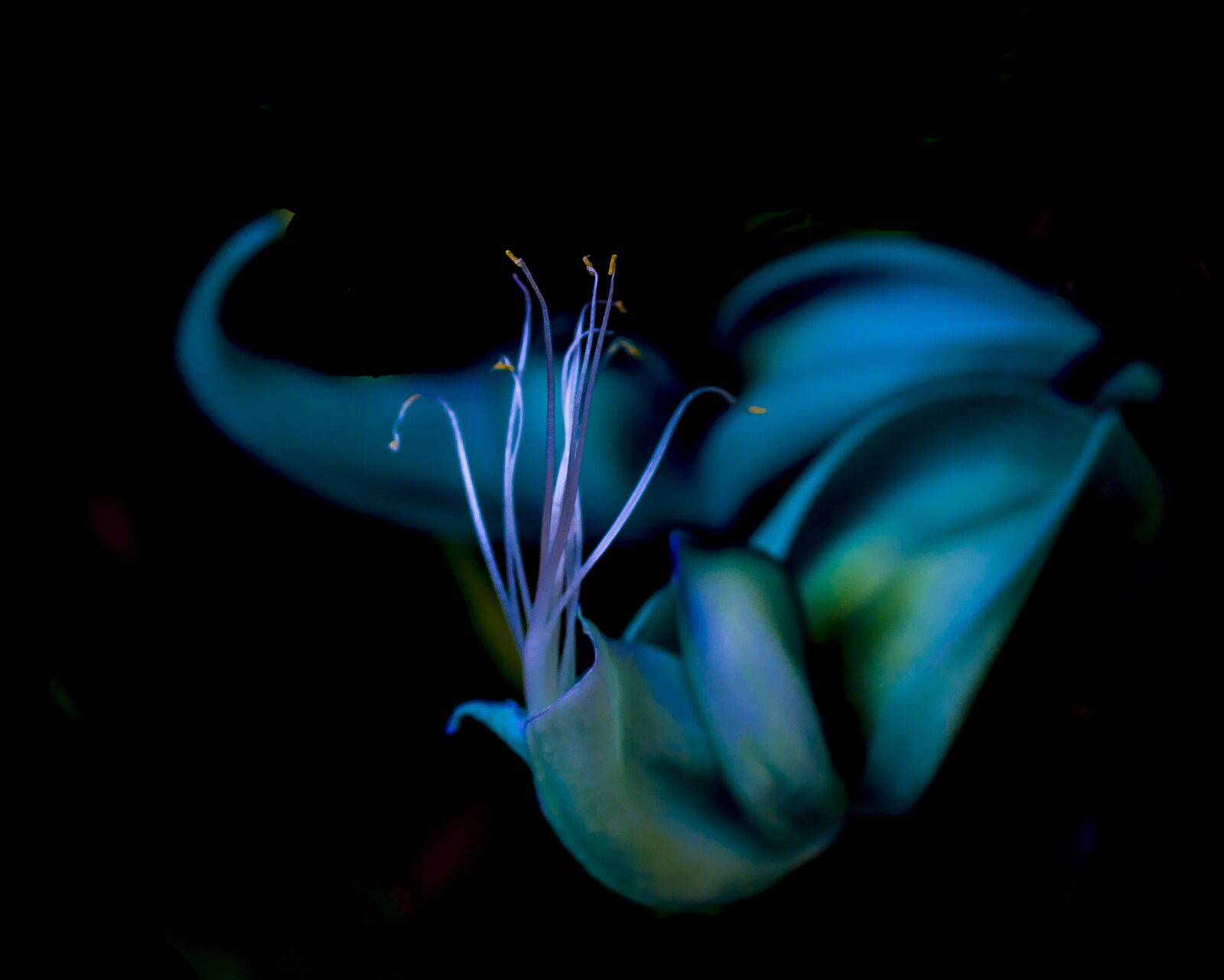 Nikon D200 sample photo. Flower, bloom, spring photography