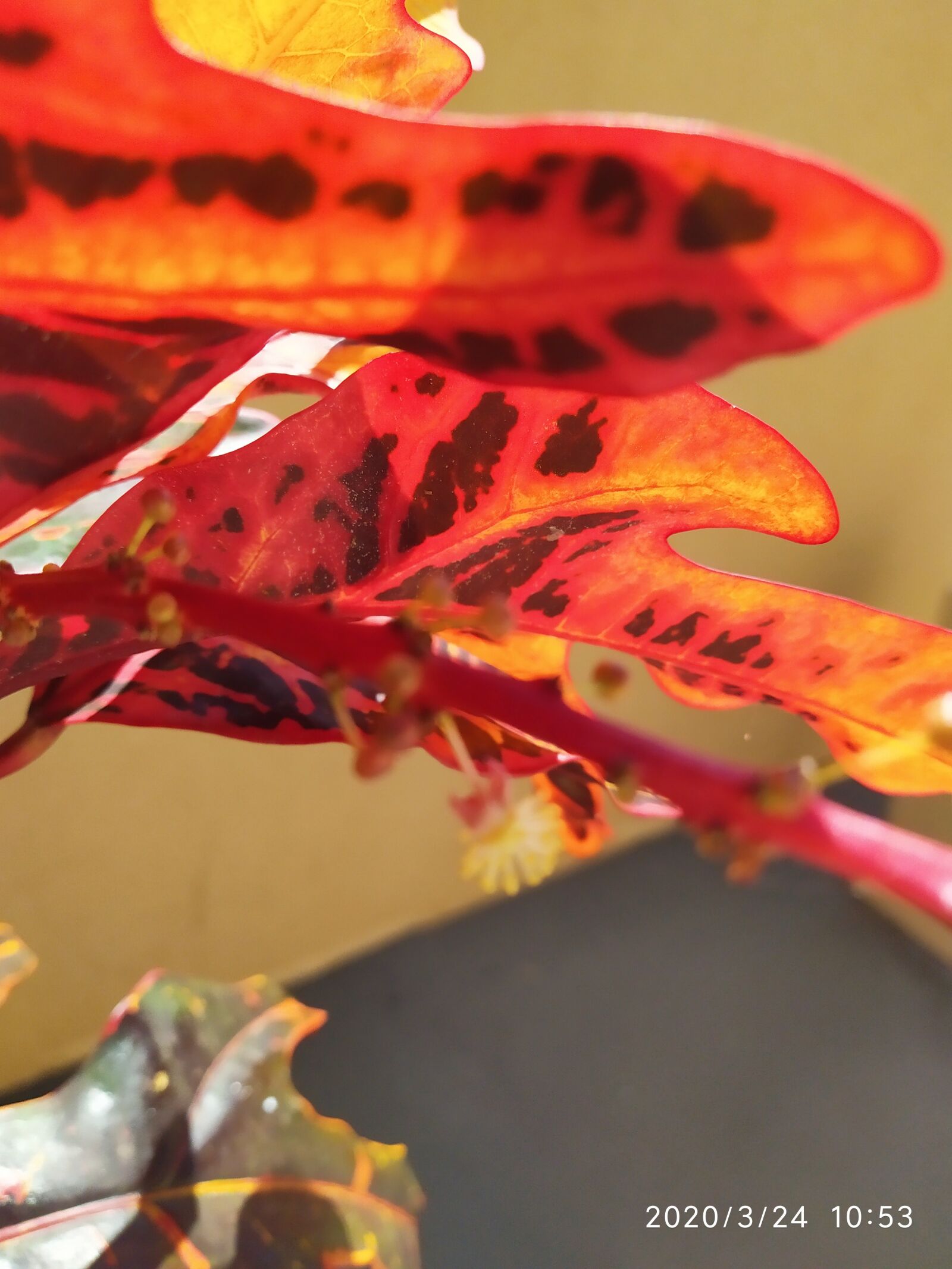 Xiaomi Redmi Note 7 sample photo. The red plant, the photography