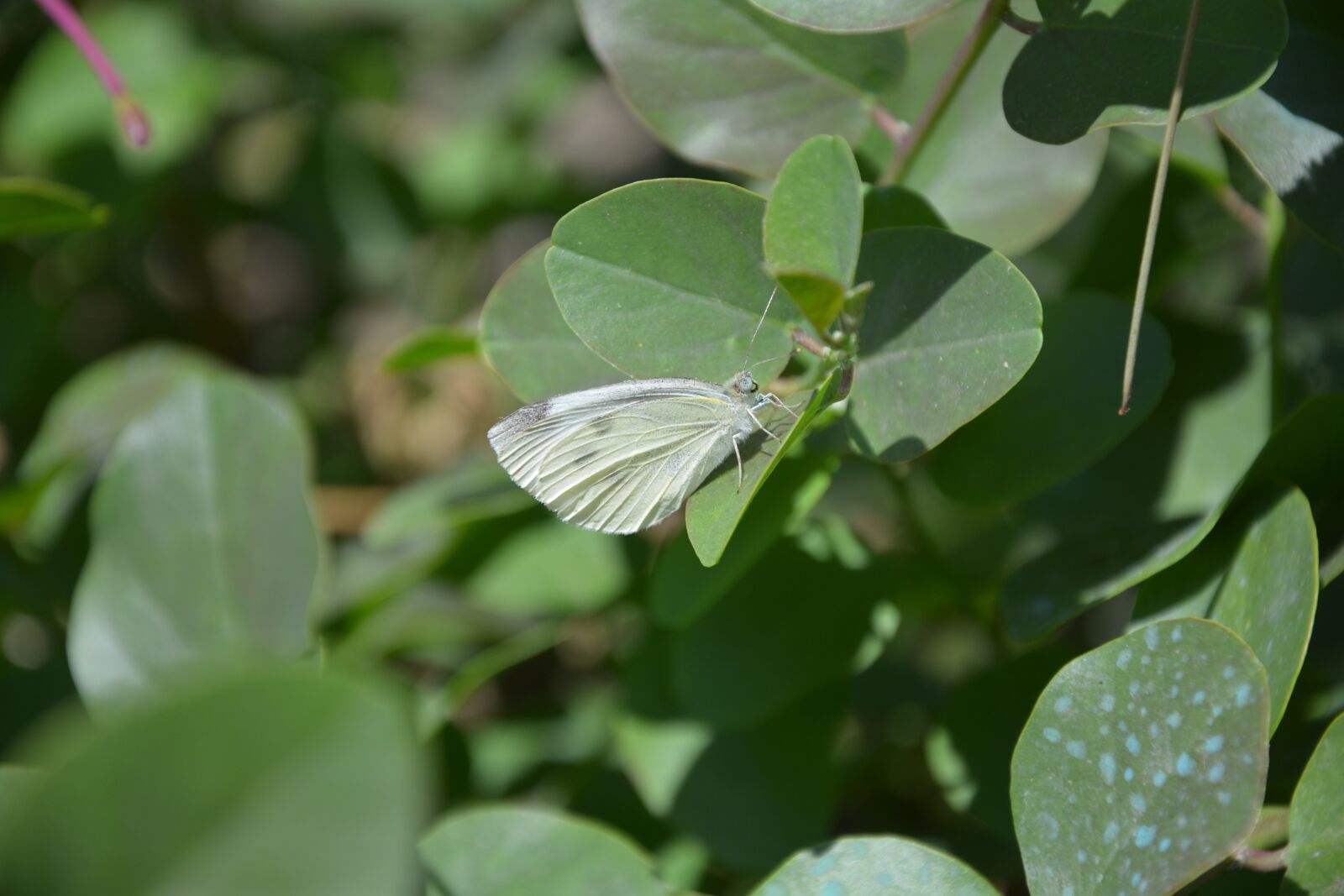 Nikon D7100 sample photo. Butterfly, caper, nature photography