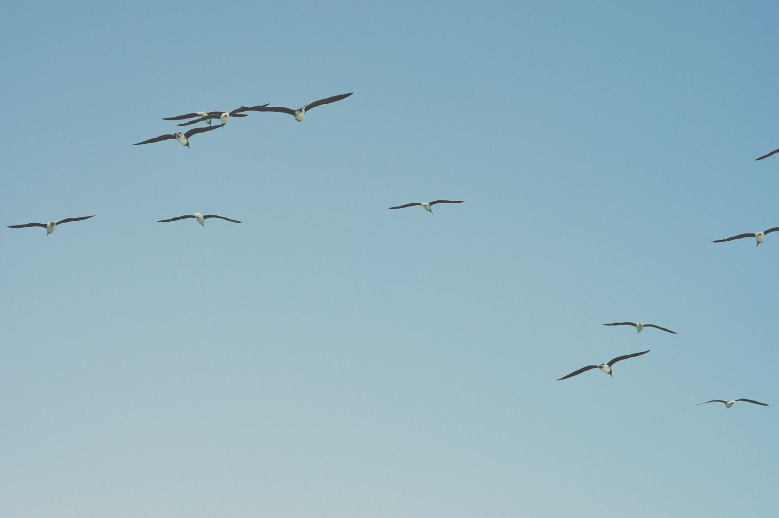 Nikon D90 sample photo. Birds, seagull, wings photography