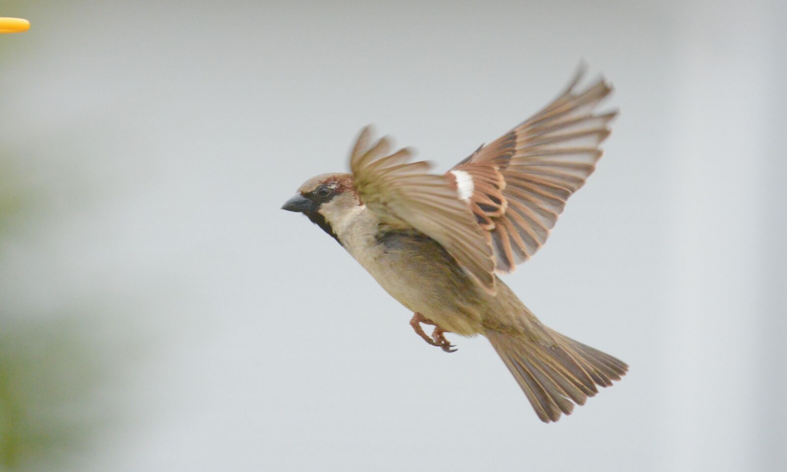 Nikon D7100 sample photo. Sparrow, bird, outdoor photography