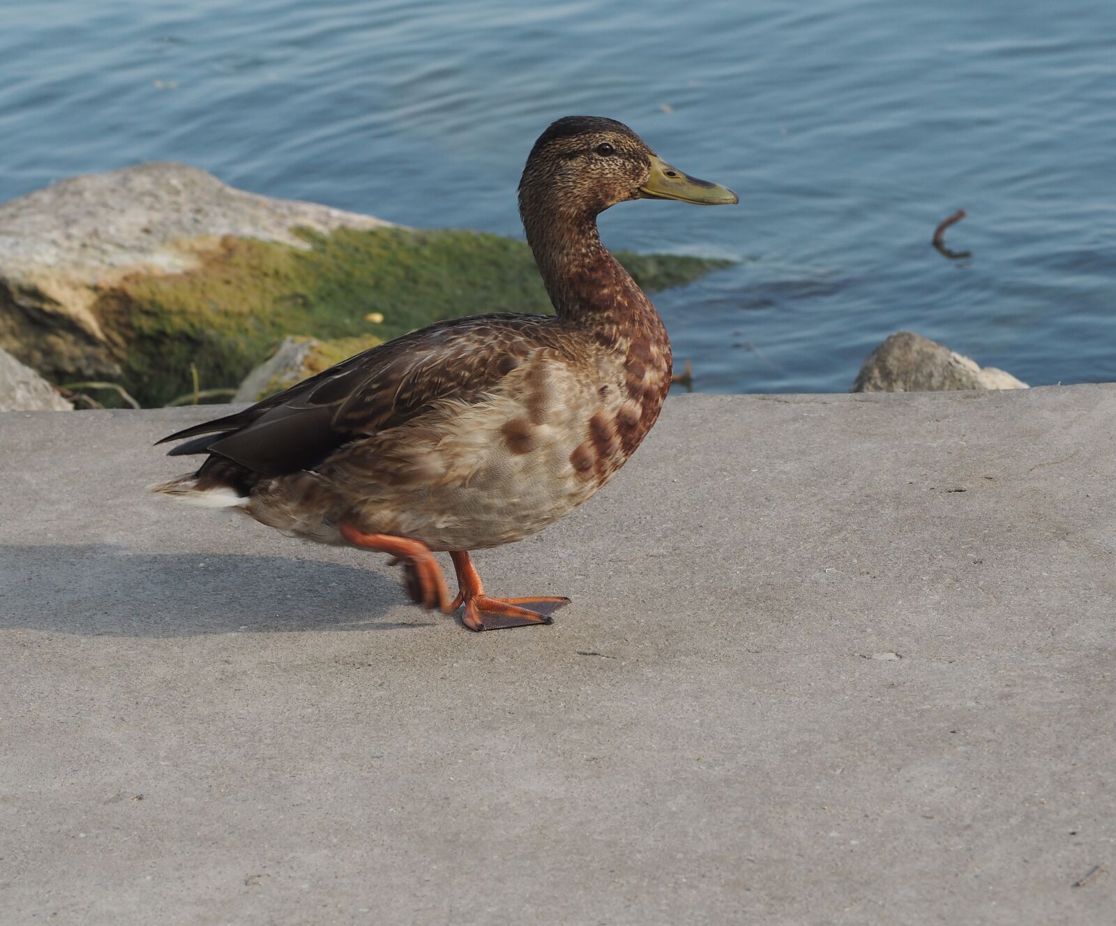 Olympus PEN E-PL7 sample photo. Duck, bird, teal photography