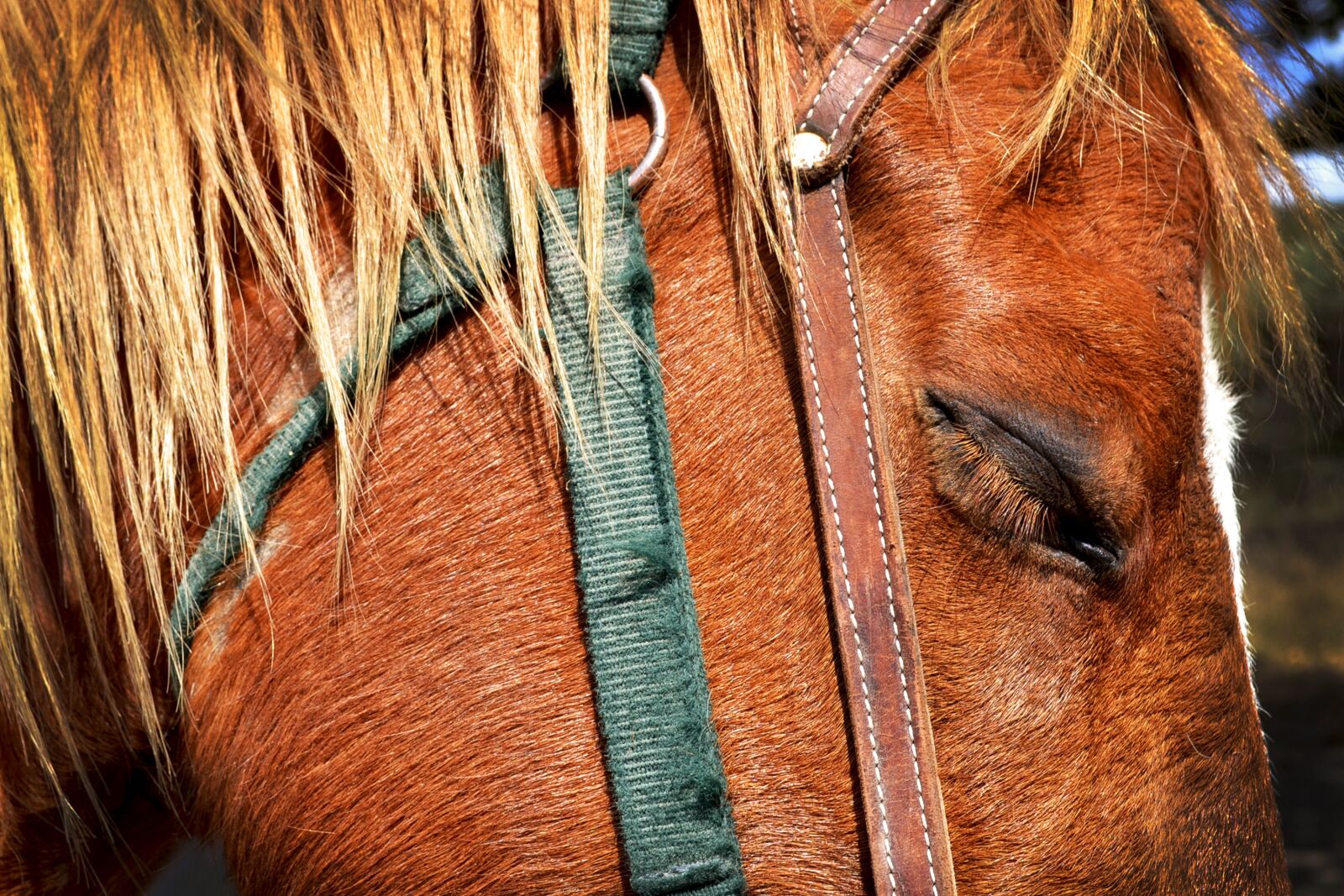 Nikon D3100 sample photo. Horse, nature, animals photography