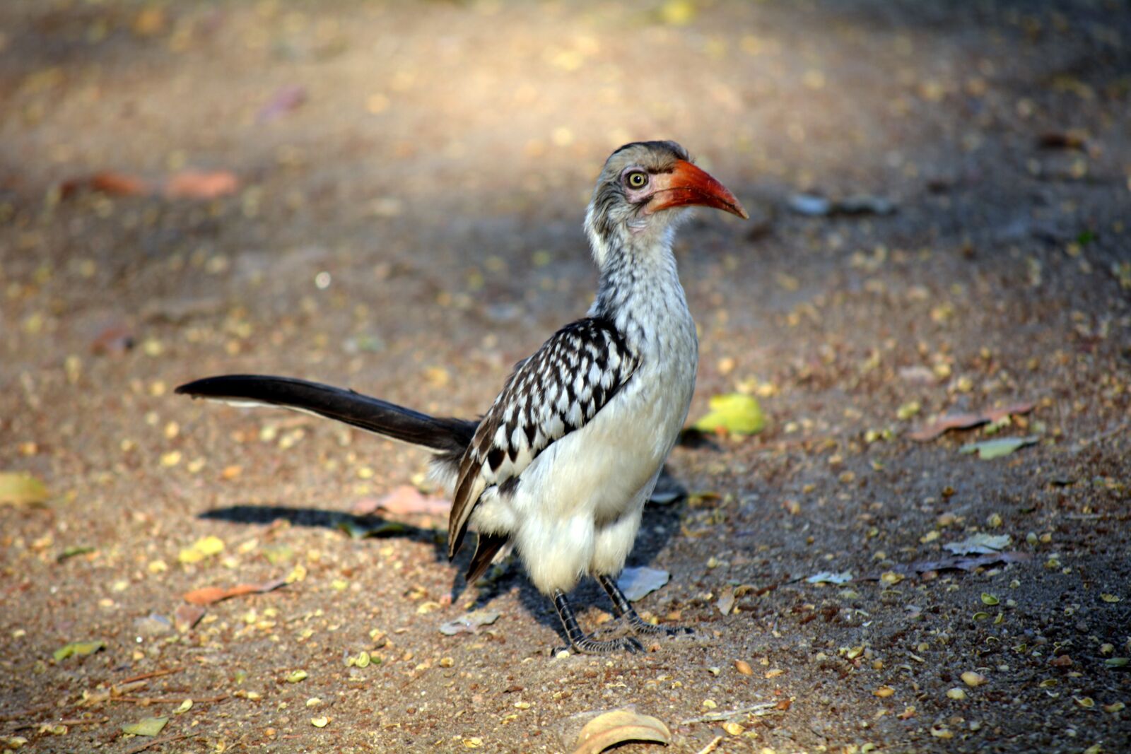 Nikon D5200 sample photo. Red beak, kruger park photography