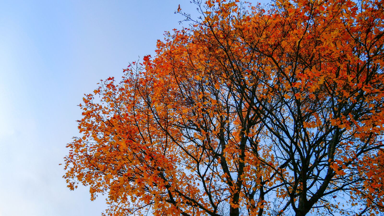 Panasonic Lumix G Vario HD 12-32mm F3.5-5.6 Mega OIS sample photo. Tree, forest, fall colors photography