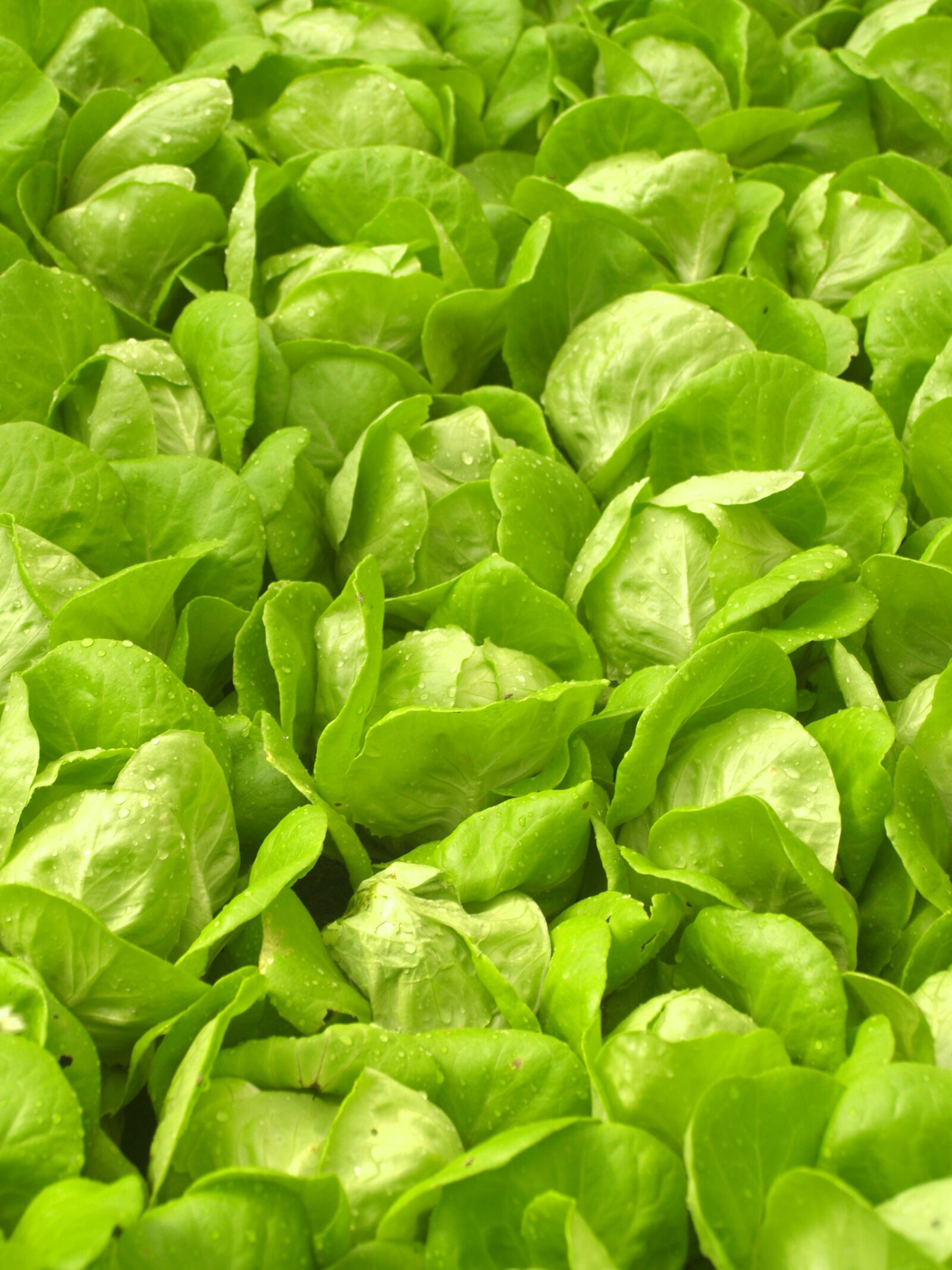 Olympus E-300 (EVOLT E-300) sample photo. Farm, market, hydroponic photography