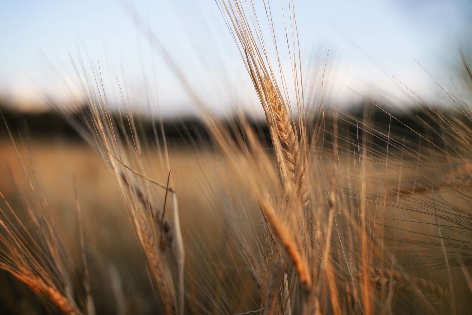 Canon EOS 6D + Canon EF 50mm F1.4 USM sample photo. Nature, wheat, field photography