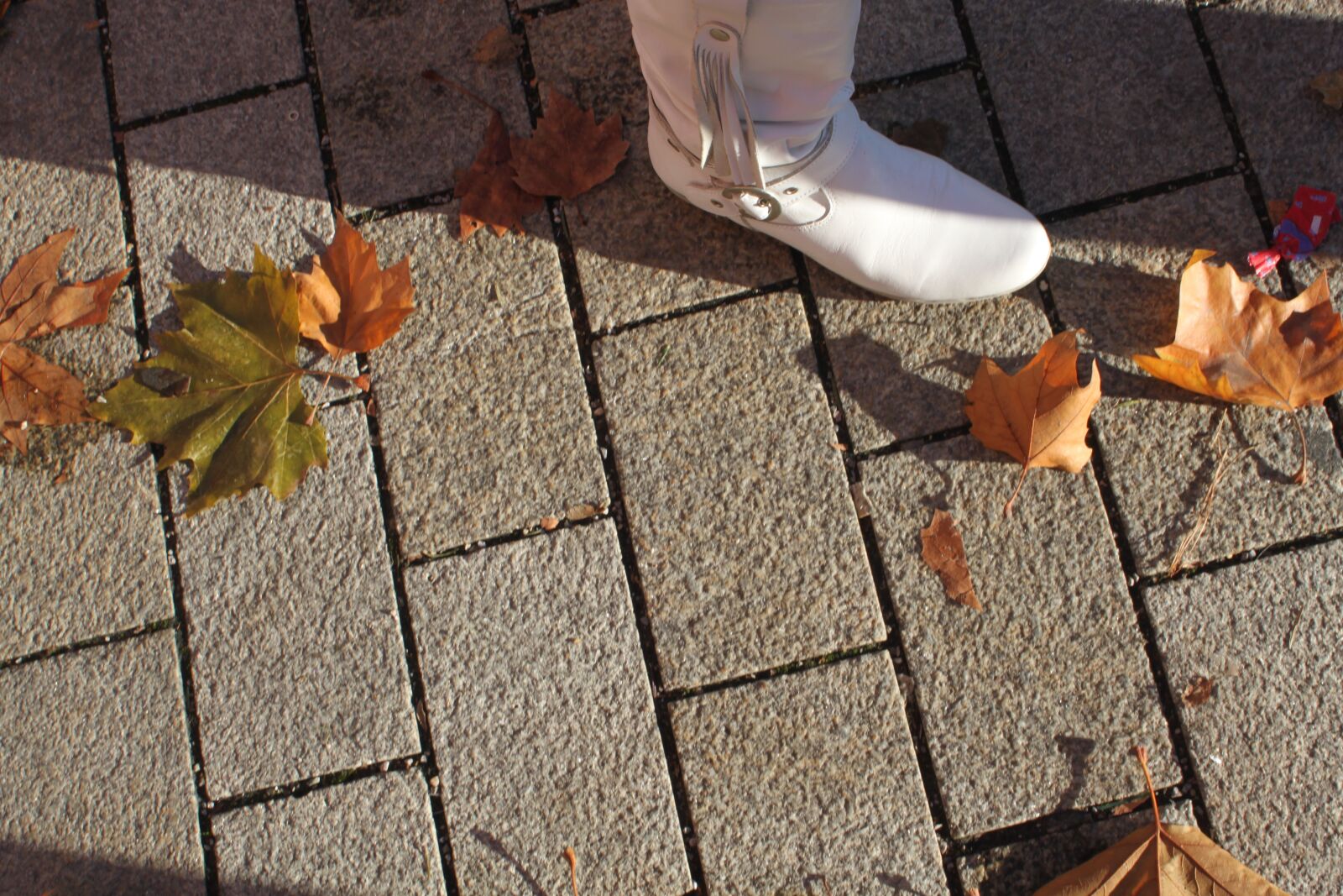 Canon EOS 500D (EOS Rebel T1i / EOS Kiss X3) sample photo. Autumn, shoe, white photography