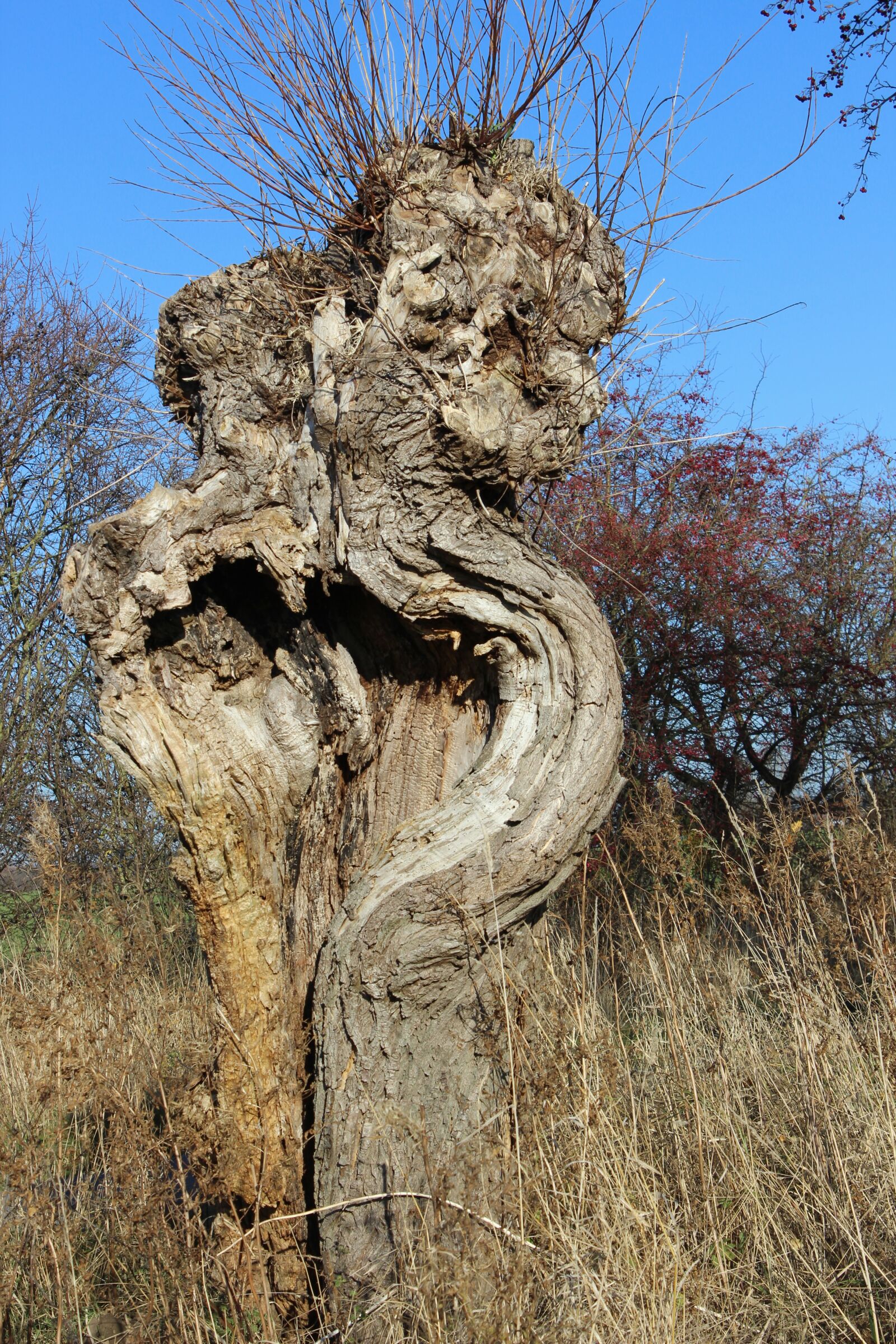 Canon EOS 600D (Rebel EOS T3i / EOS Kiss X5) sample photo. Pollarded willow, tree, pasture photography