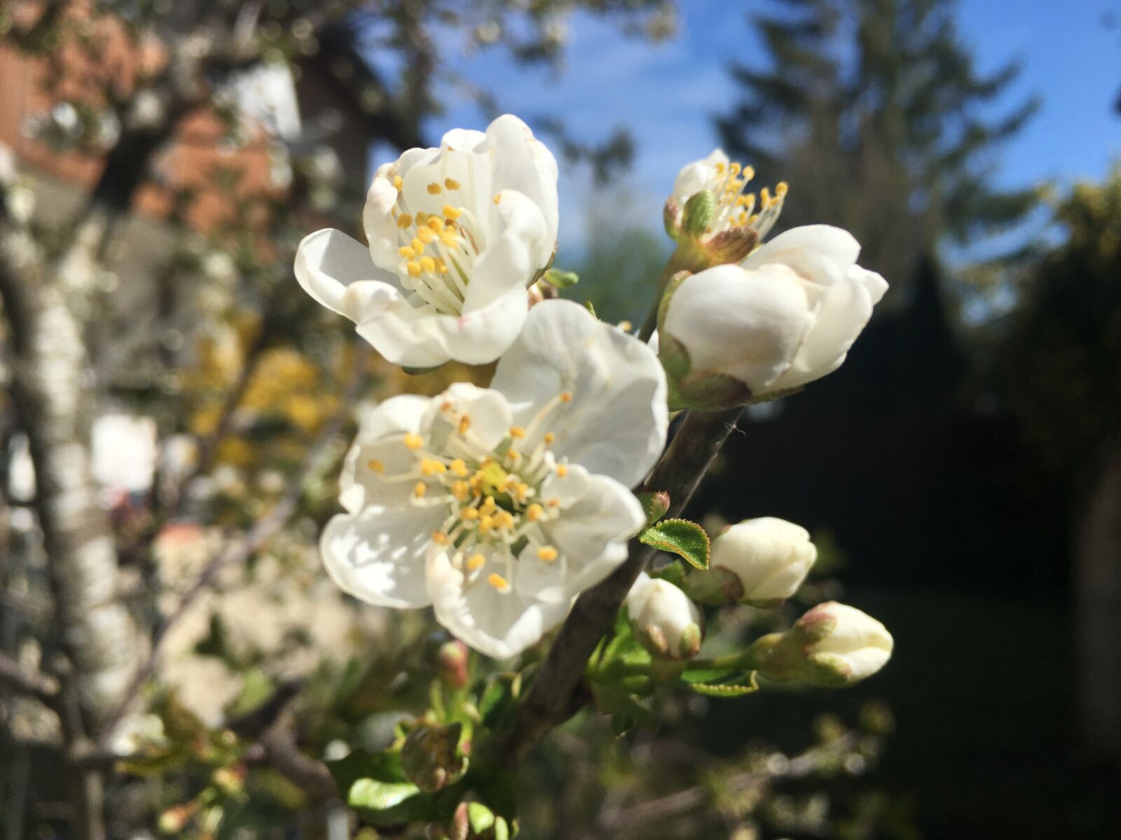 Apple iPhone 6s Plus sample photo. Palm sunday, cherry blossom photography