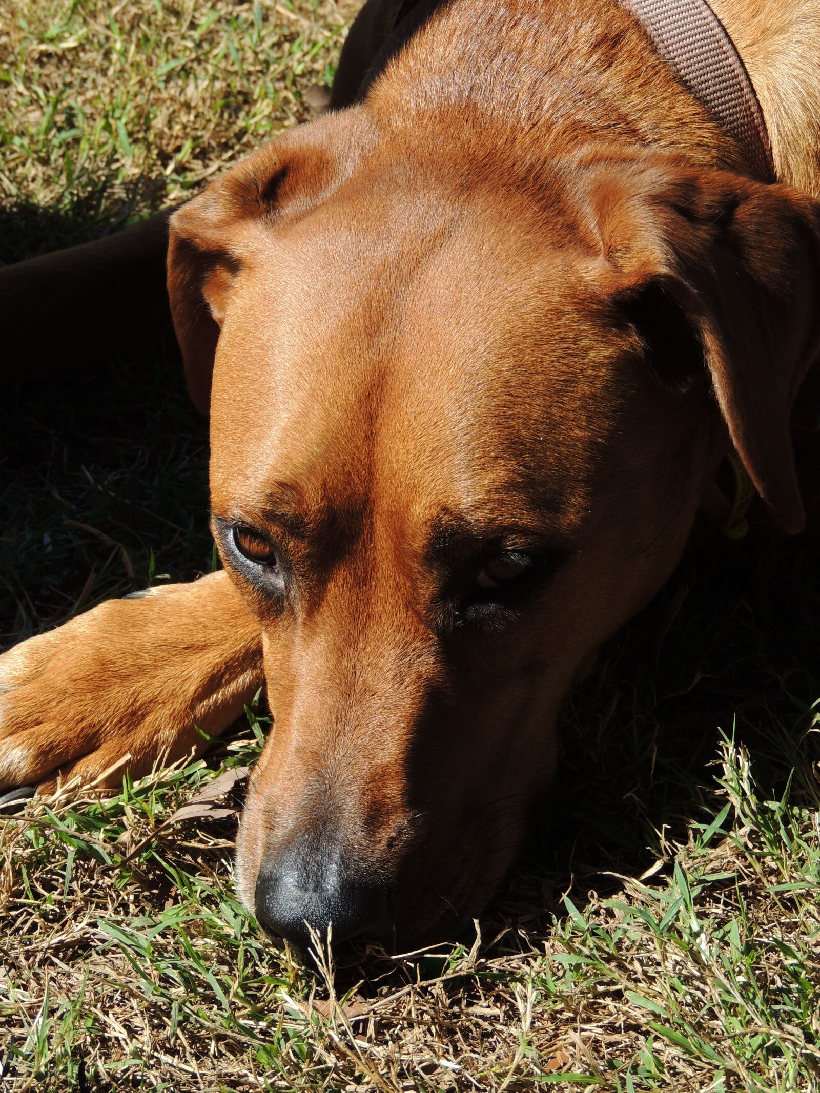 Nikon Coolpix P510 sample photo. Dog, pet, animal photography