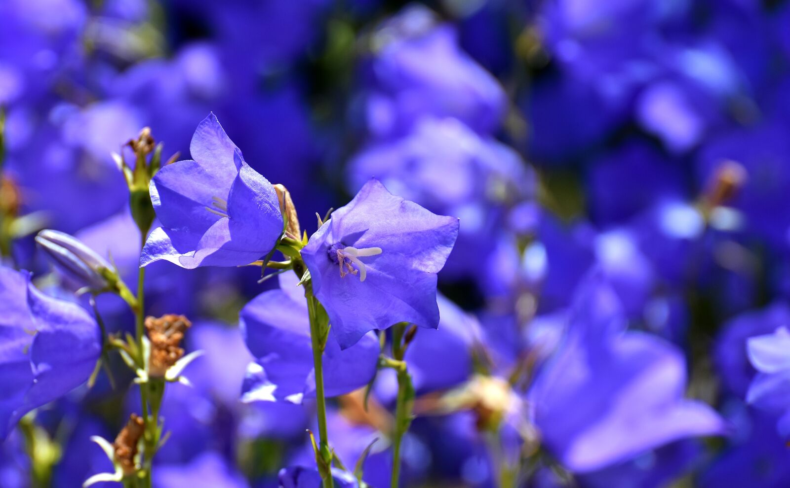 Nikon D7200 sample photo. Flowers, summer, blue photography