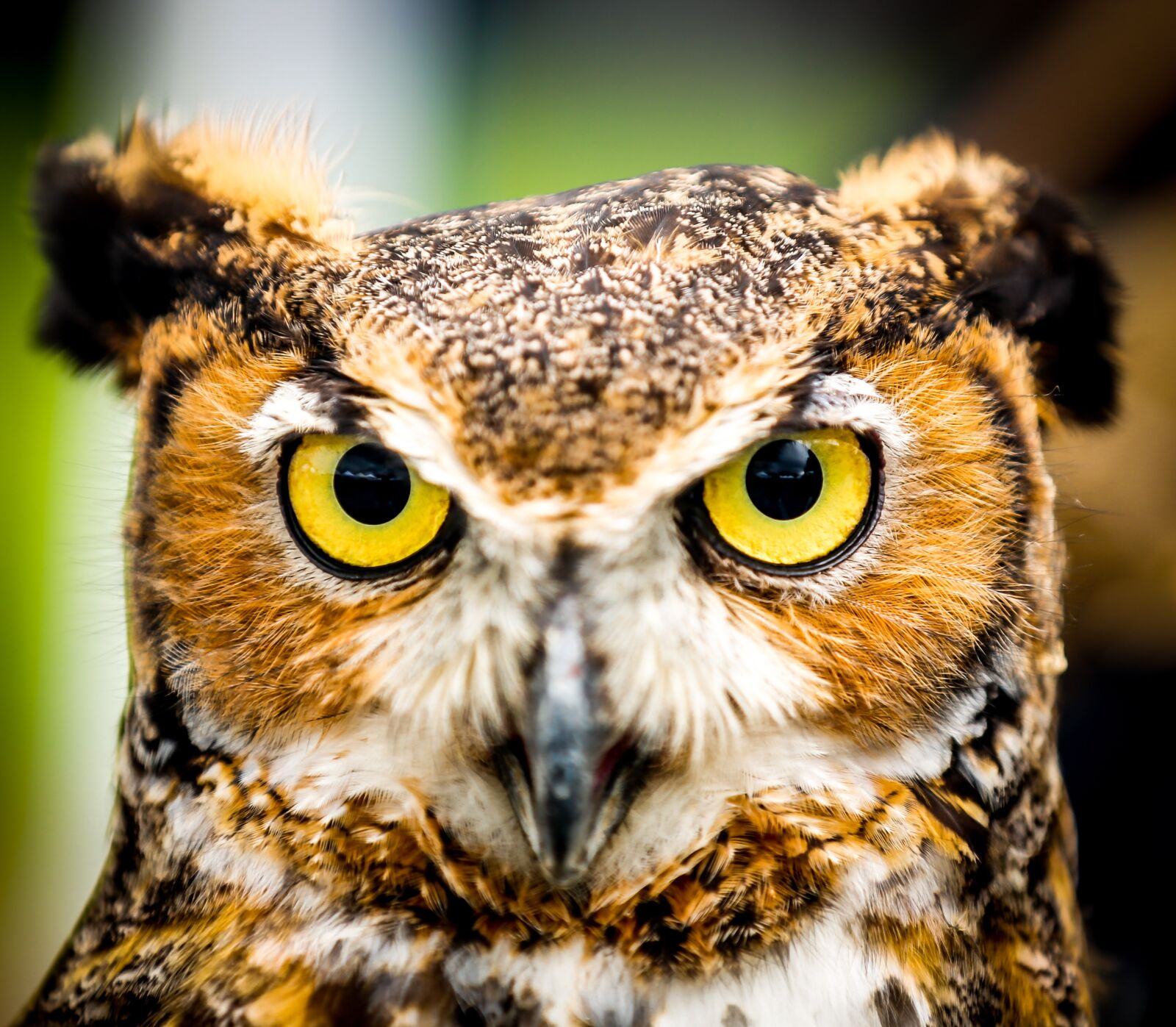 Canon EOS 5D Mark III sample photo. Owl, raptor, wildlife photography