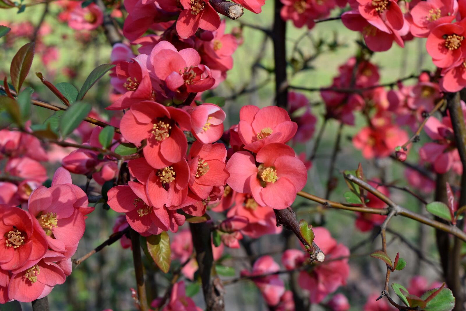 Nikon D5500 sample photo. Pink, flora, garden, shrub photography