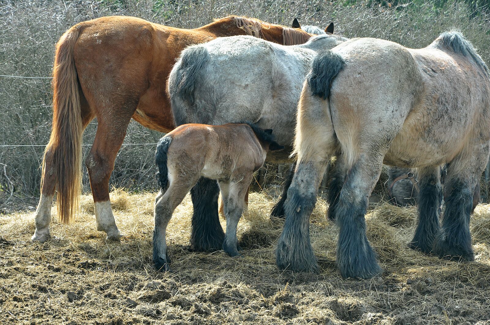 Nikon D90 sample photo. Horse, nature, animal photography