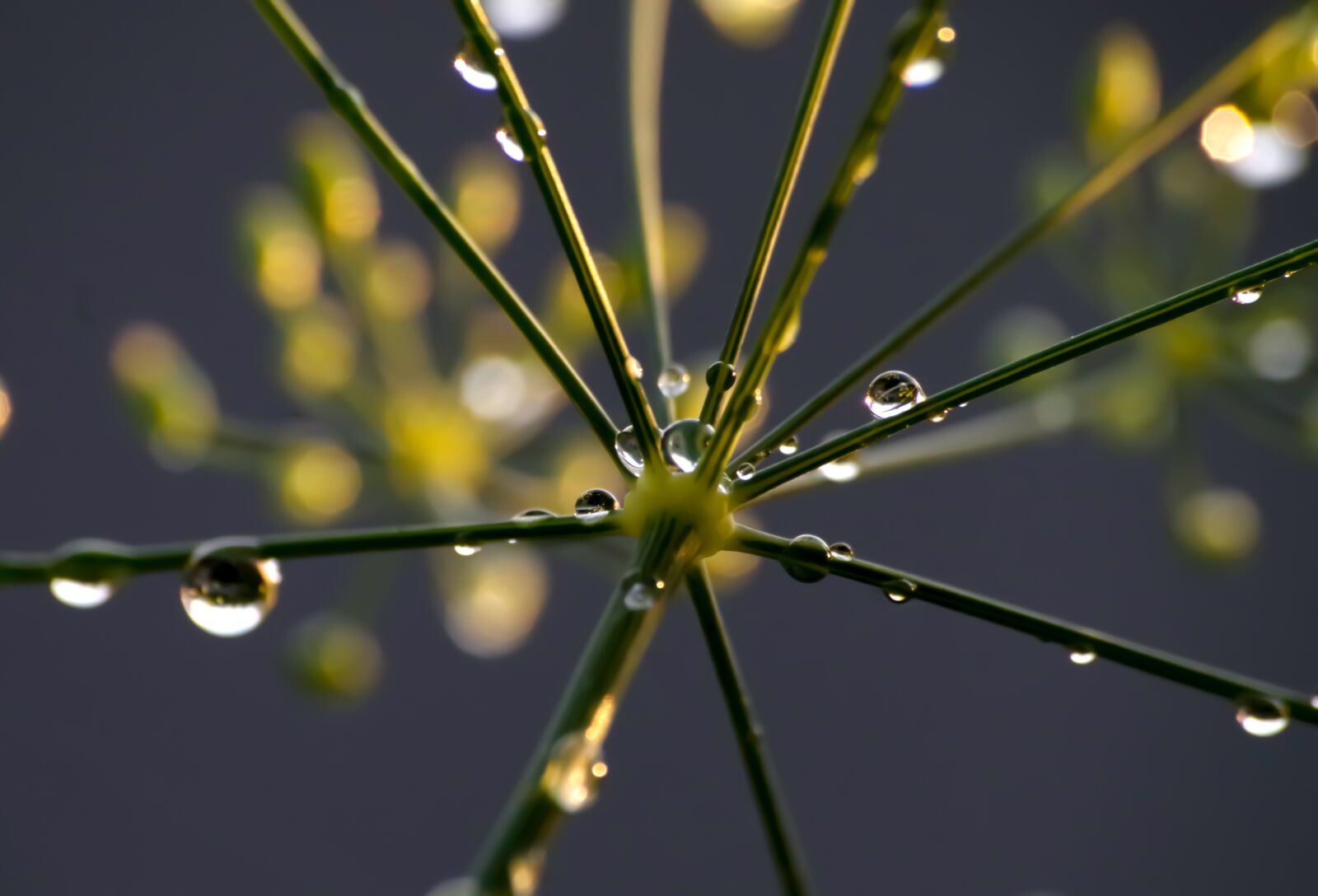 Pentax K-30 sample photo. Drip, aesthetic, raindrop photography
