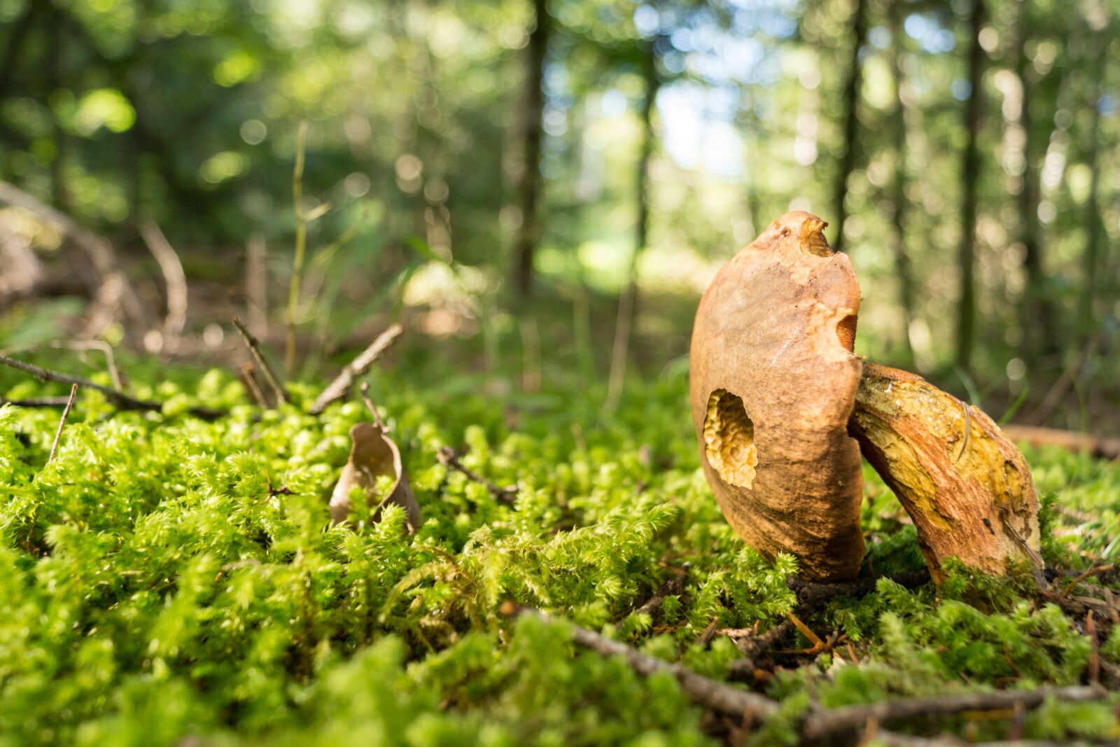 Sony SLT-A65 (SLT-A65V) + Sony DT 18-55mm F3.5-5.6 SAM sample photo. Mushrooms, forest, nature photography