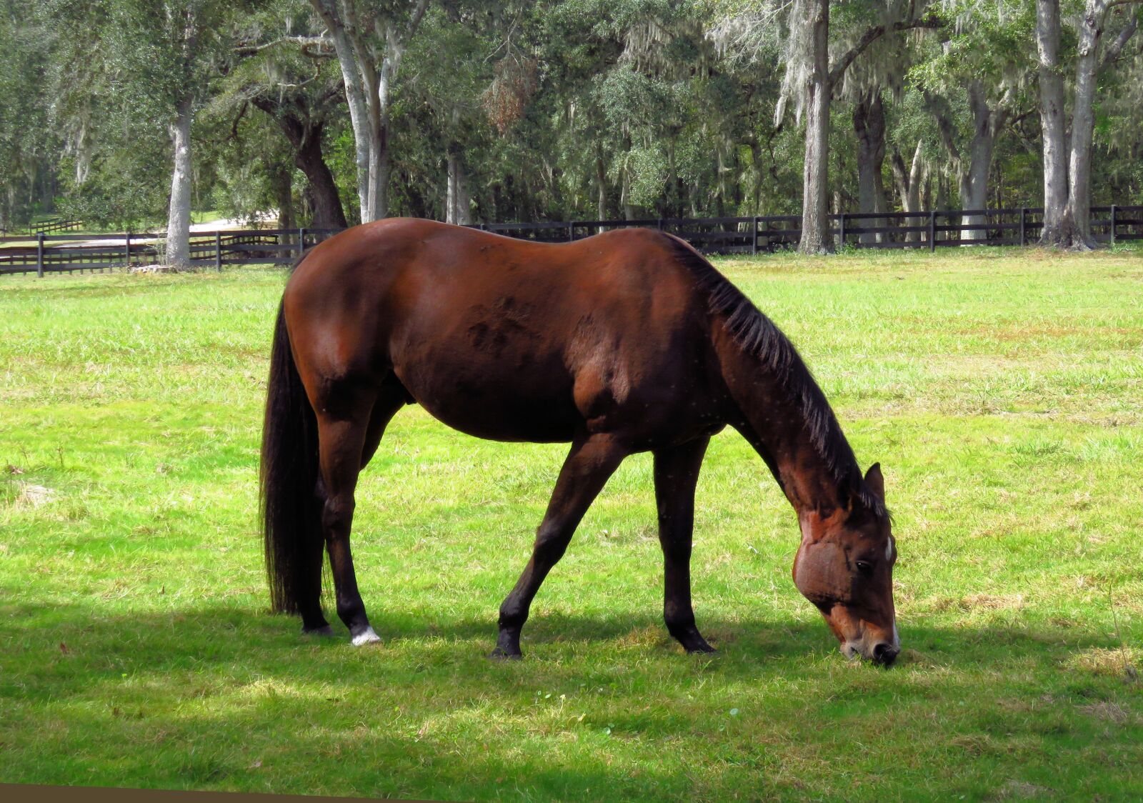 Canon PowerShot SX60 HS sample photo. Horse, brown, animal photography