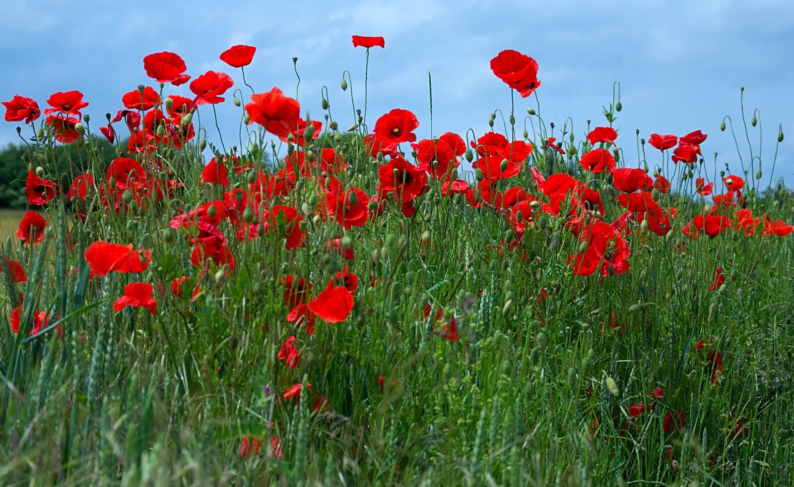 Nikon D7200 sample photo. Poppies, red, blossom photography
