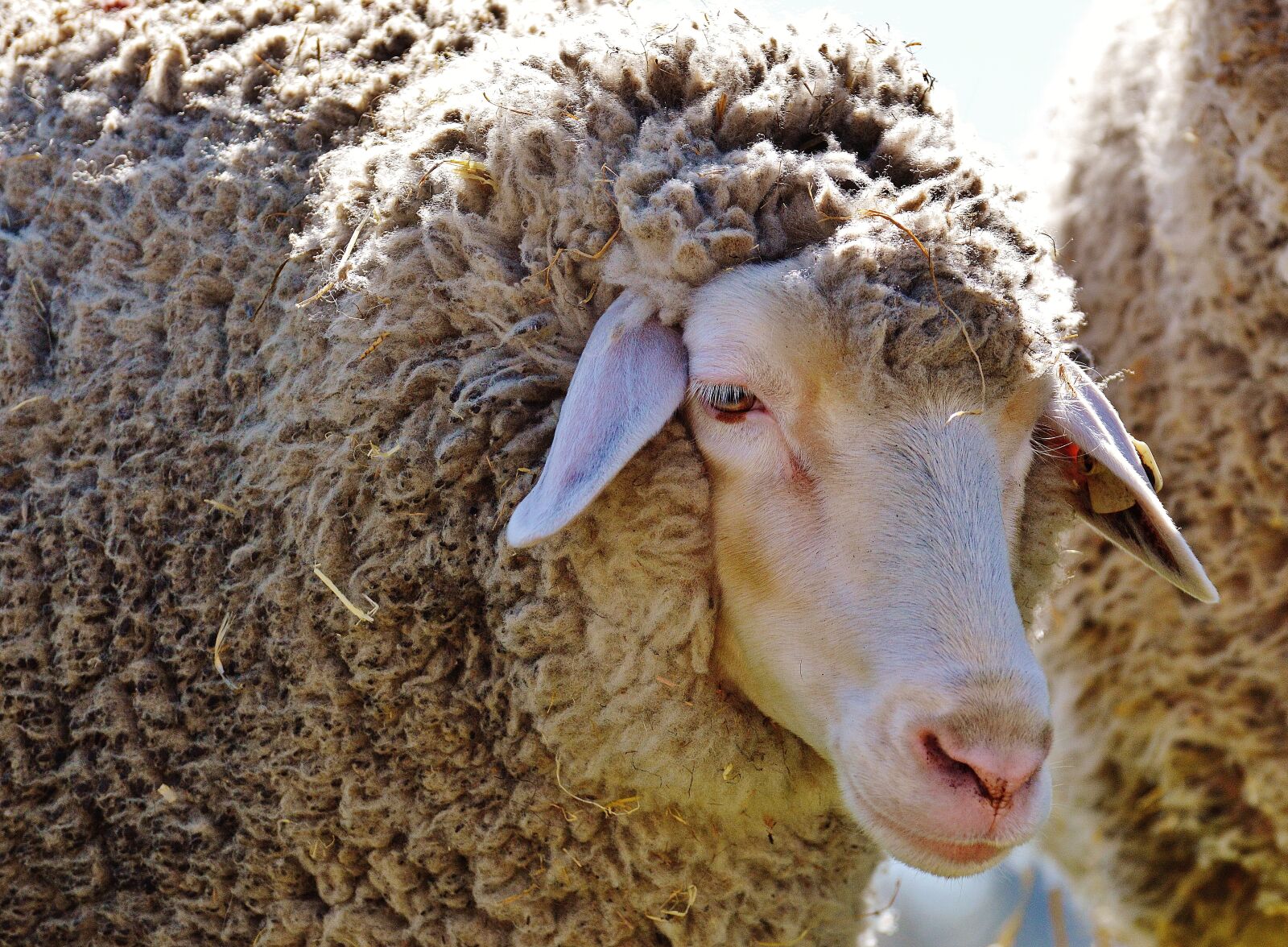 Nikon D3200 sample photo. Sheep, wool, animal photography