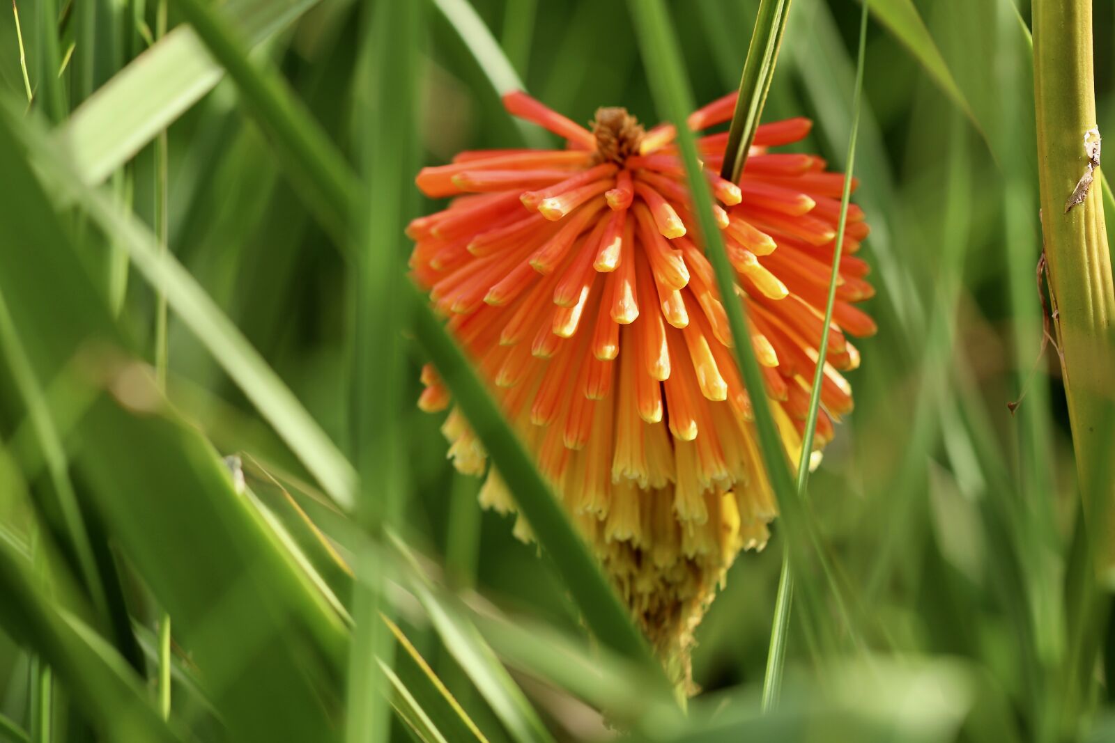 Canon EF 100mm F2.8L Macro IS USM sample photo. Torch flower, kniphofia, rocket photography