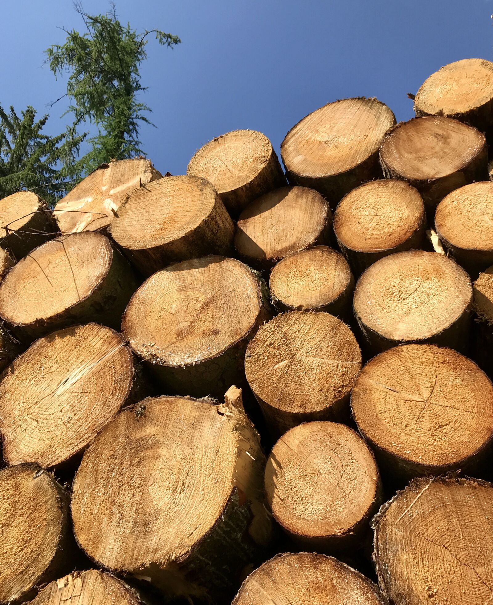 iPhone 7 back camera 3.99mm f/1.8 sample photo. Tree trunks, sky, wood photography