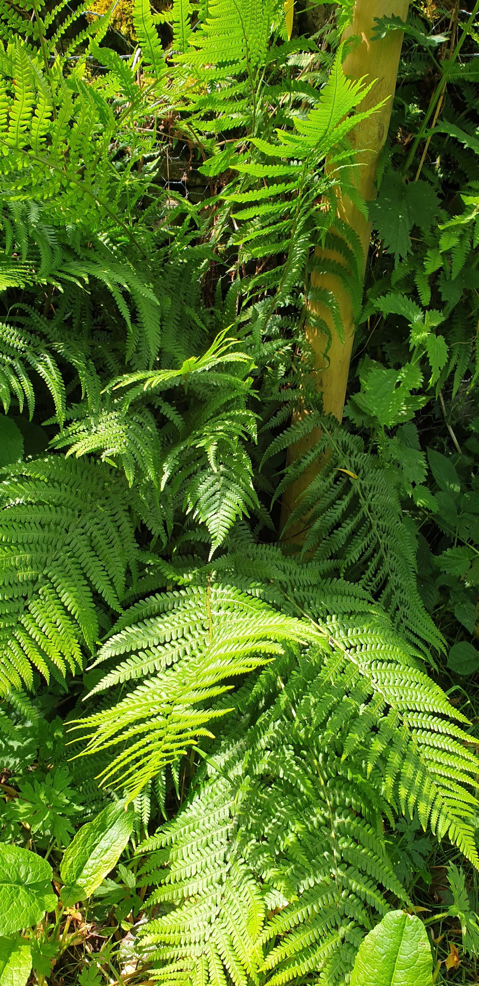 Samsung Galaxy S9+ sample photo. Wild, green, fern photography