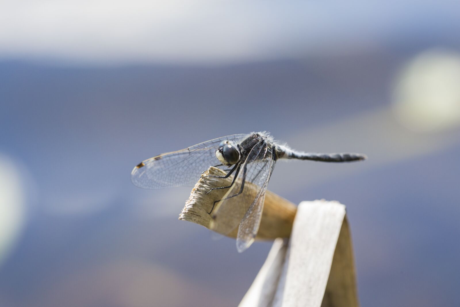 Canon EOS 6D sample photo. Macro, nature, small photography