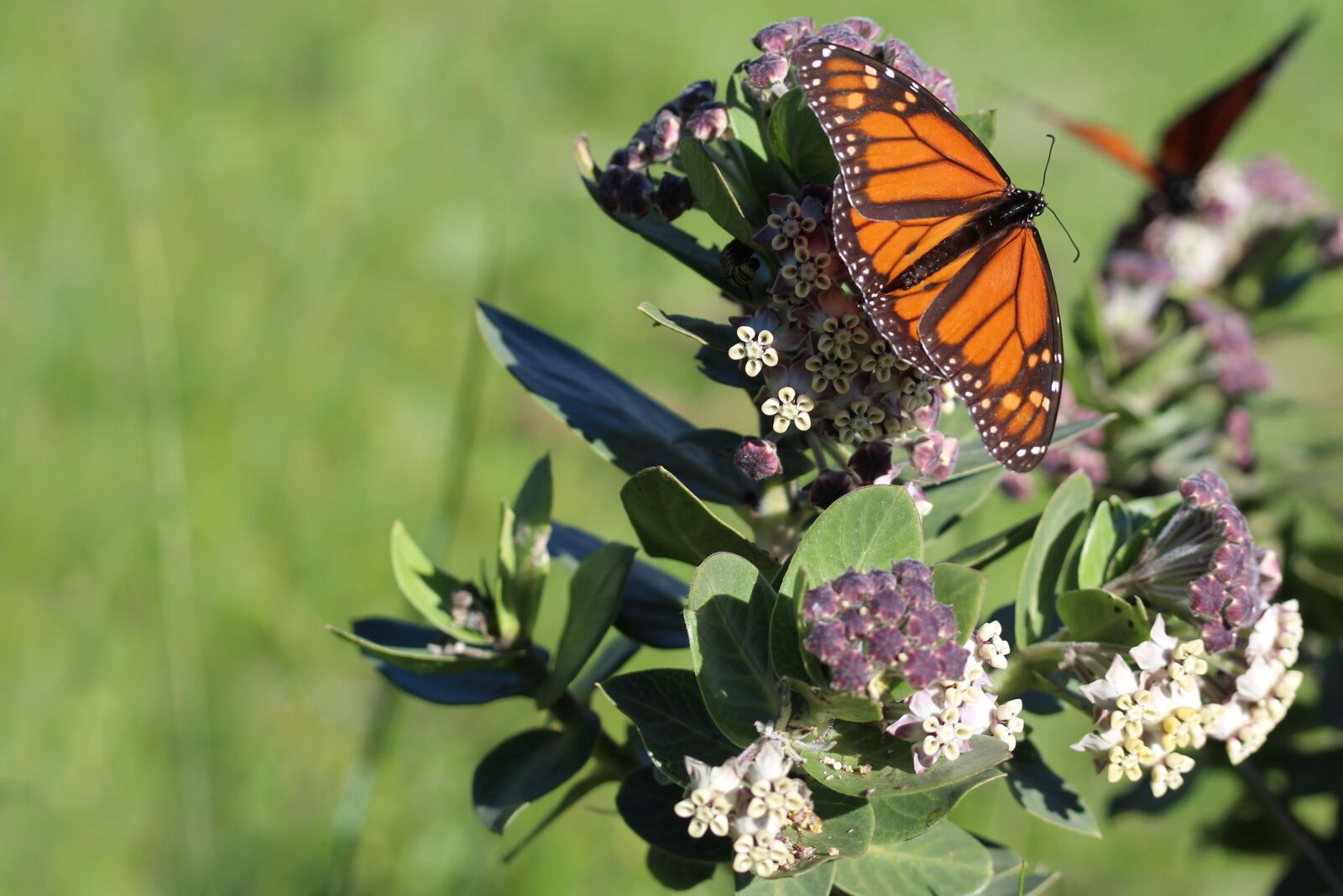 Canon EF-S 60mm F2.8 Macro USM sample photo. Milkweed, monarch butterflies, butterfly photography