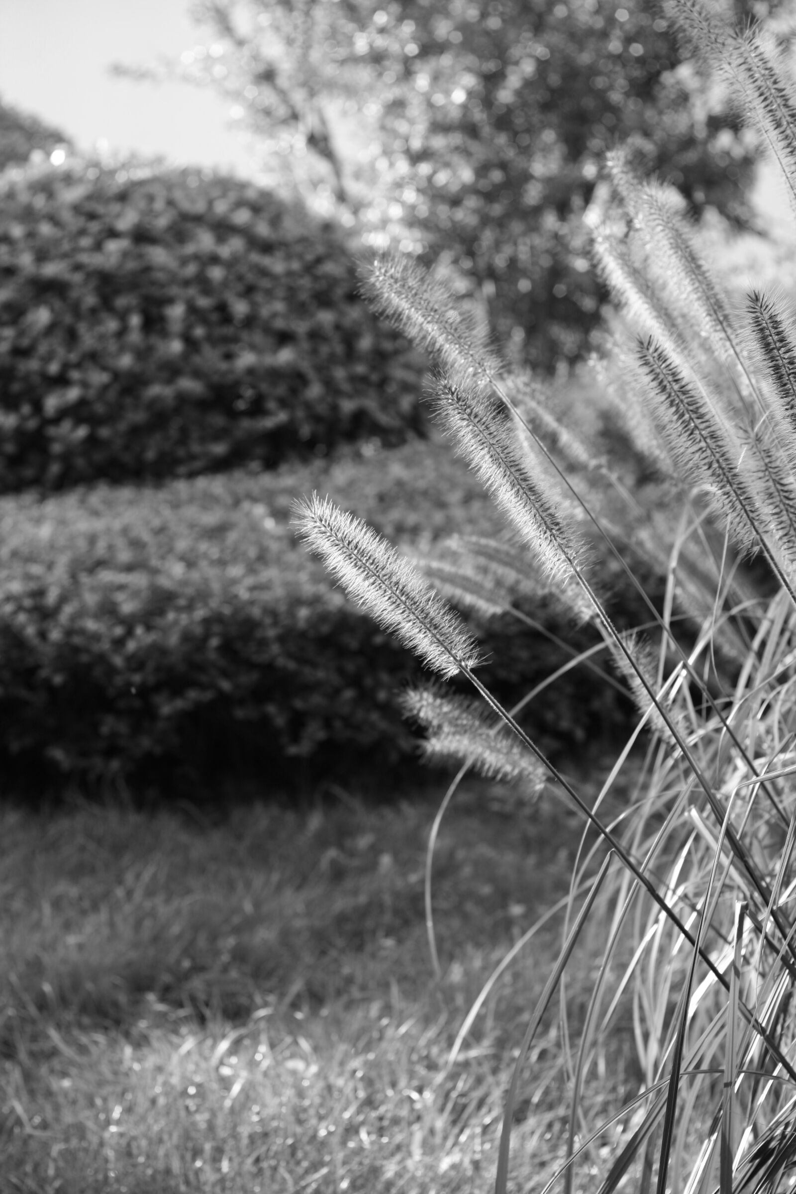 Canon EOS 1000D (EOS Digital Rebel XS / EOS Kiss F) sample photo. Plant, black and white photography