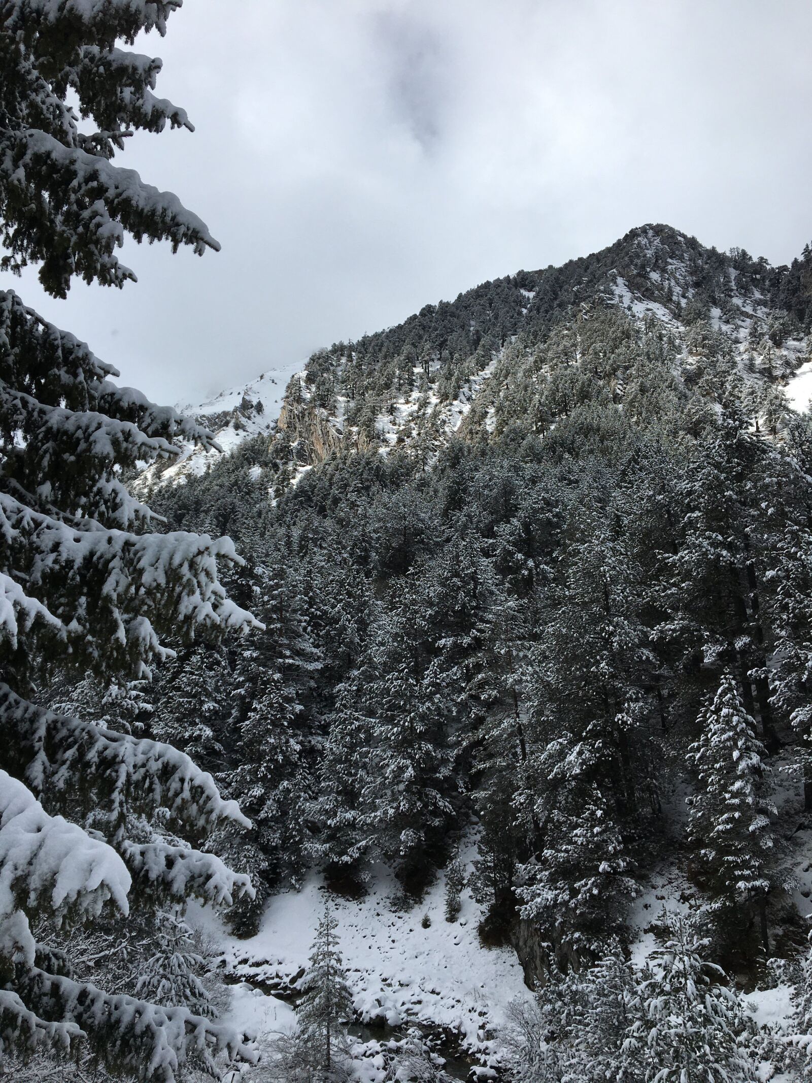 Apple iPhone 6s sample photo. Bansko, pirin, forest photography