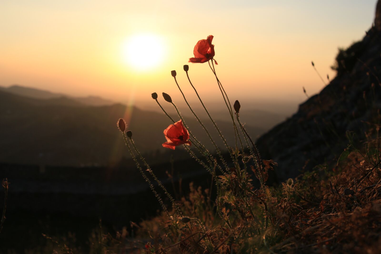 Canon EOS 100D (EOS Rebel SL1 / EOS Kiss X7) sample photo. Marvão, portugal, poppy photography