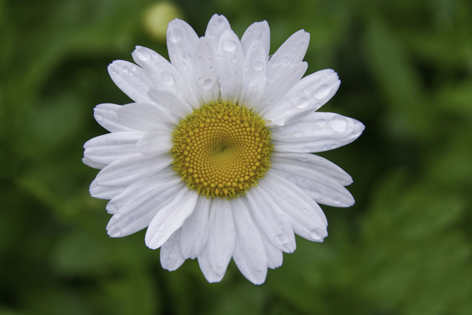 Nikon D800 sample photo. White, flowers, yellow photography