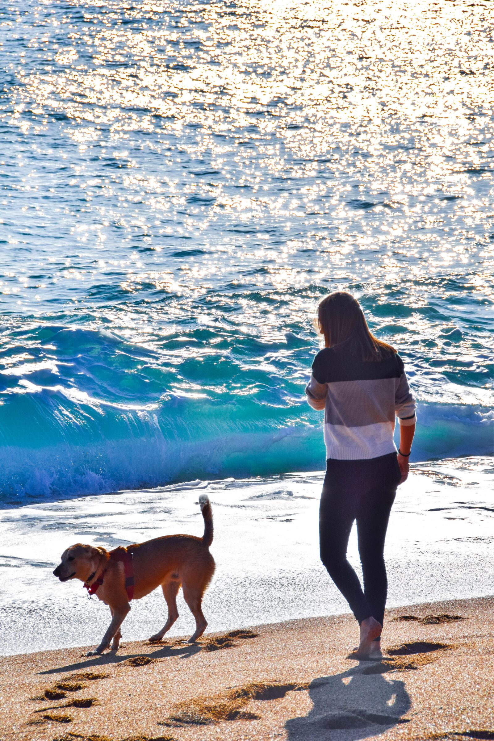 Nikon D5300 sample photo. Dog, puppy, rescue dog photography